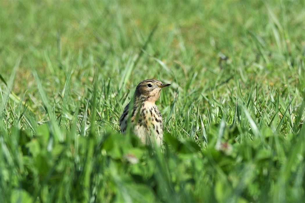 Red-throated Pipit